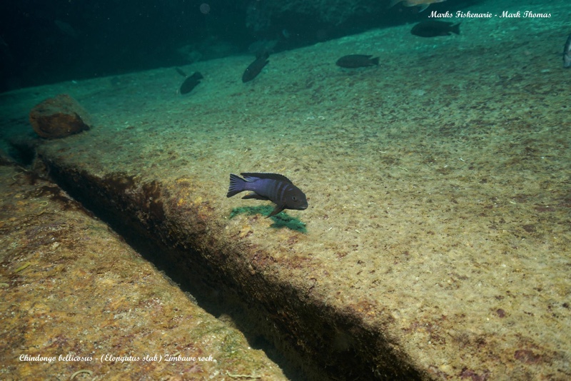 Chindongo bellicosus 'Zimbawe Rock'